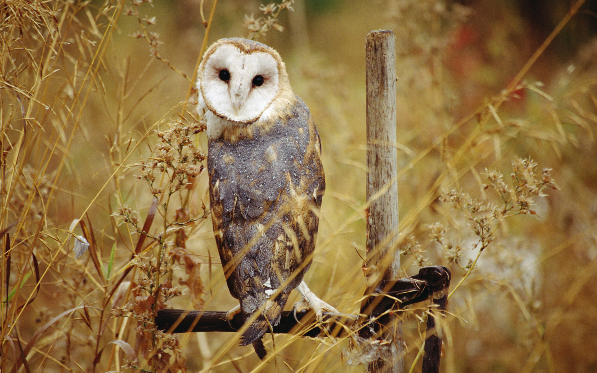 Barn Owl Puter Wallpaper Desktop Background Id