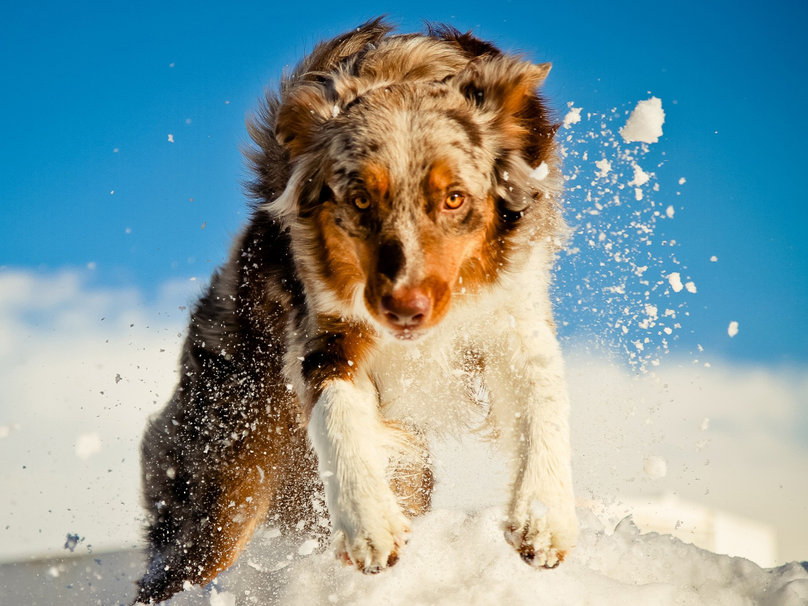 Dog Playing In The Snow Wallpaper