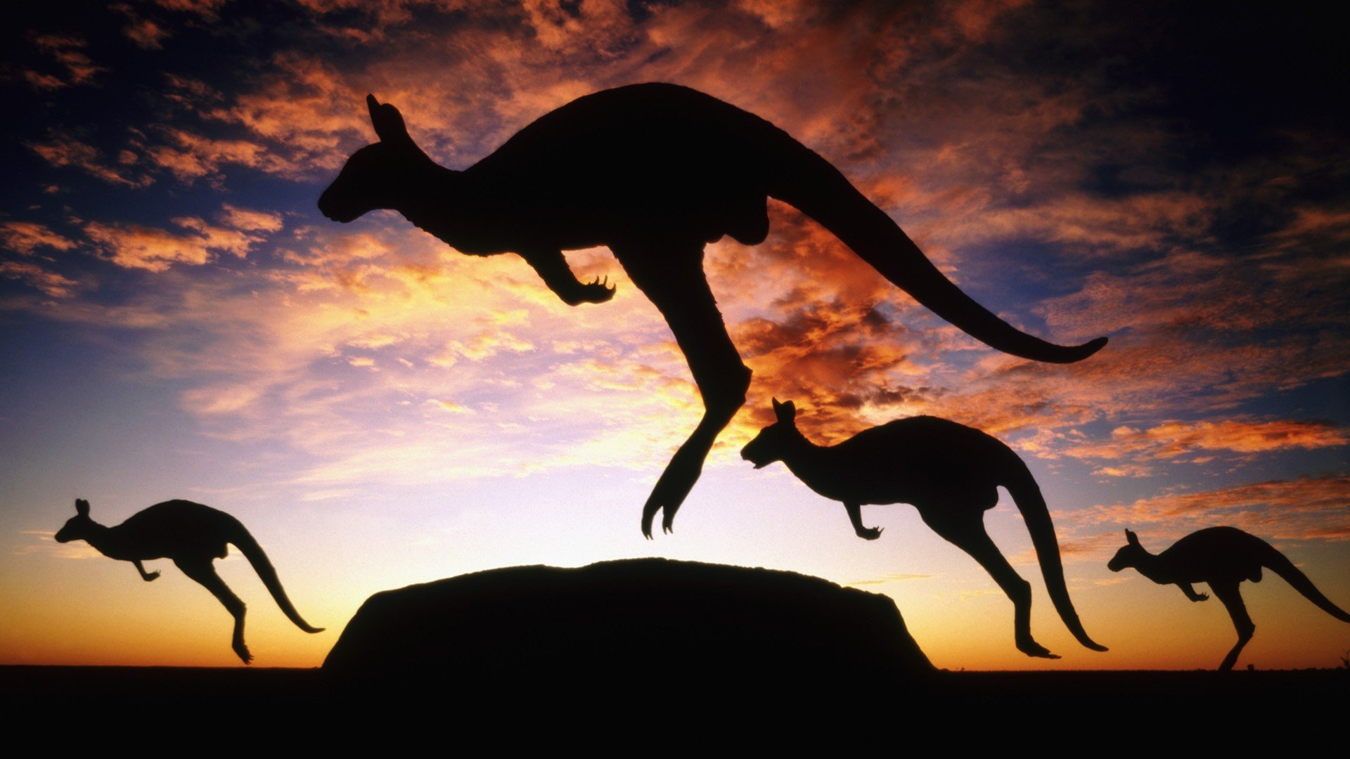 Kangaroos Ayers Rock Uluru HD Wallpaper Desktop And Mobile