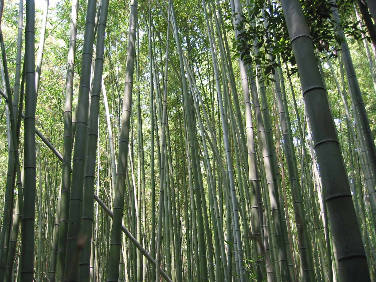 Bamboo Wallpaper Collection For To
