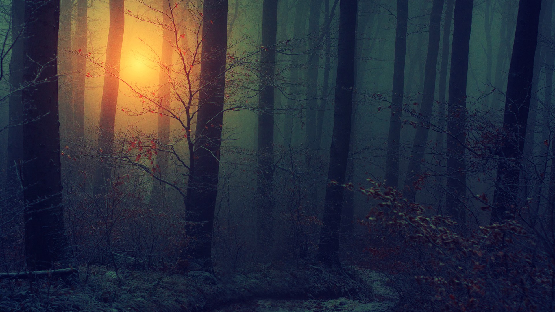 Dark Woods Wallpaper HD Net