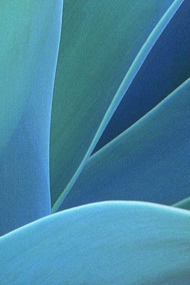 Blue Leaf iPhone HD Wallpaper
