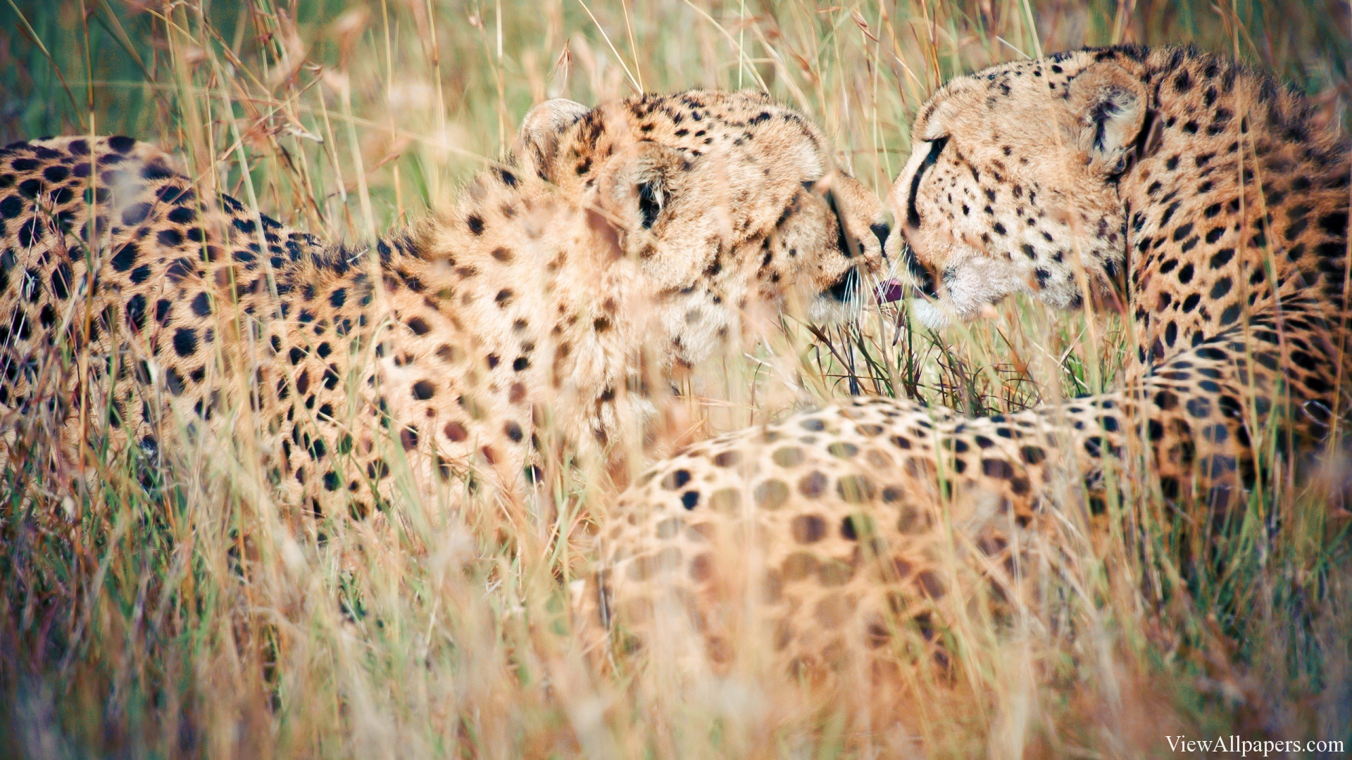 Animal Pla Beautiful Cheetah Wallpaper HD