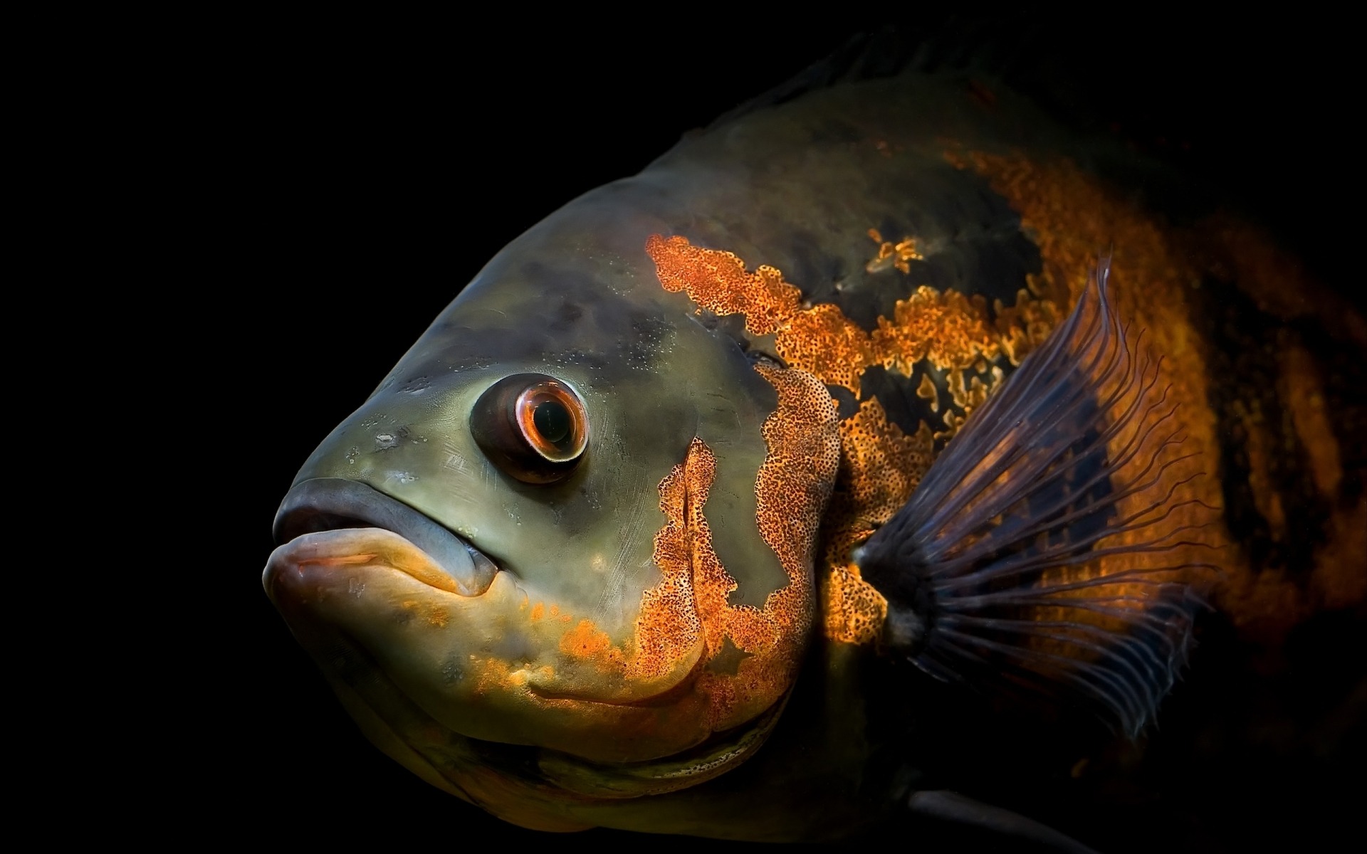 Deep Sea Fish Wallpaper And Image Pictures Photos