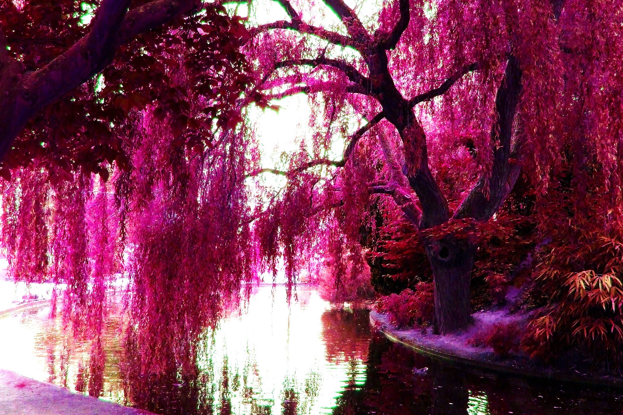 Pink Trees Color Photo