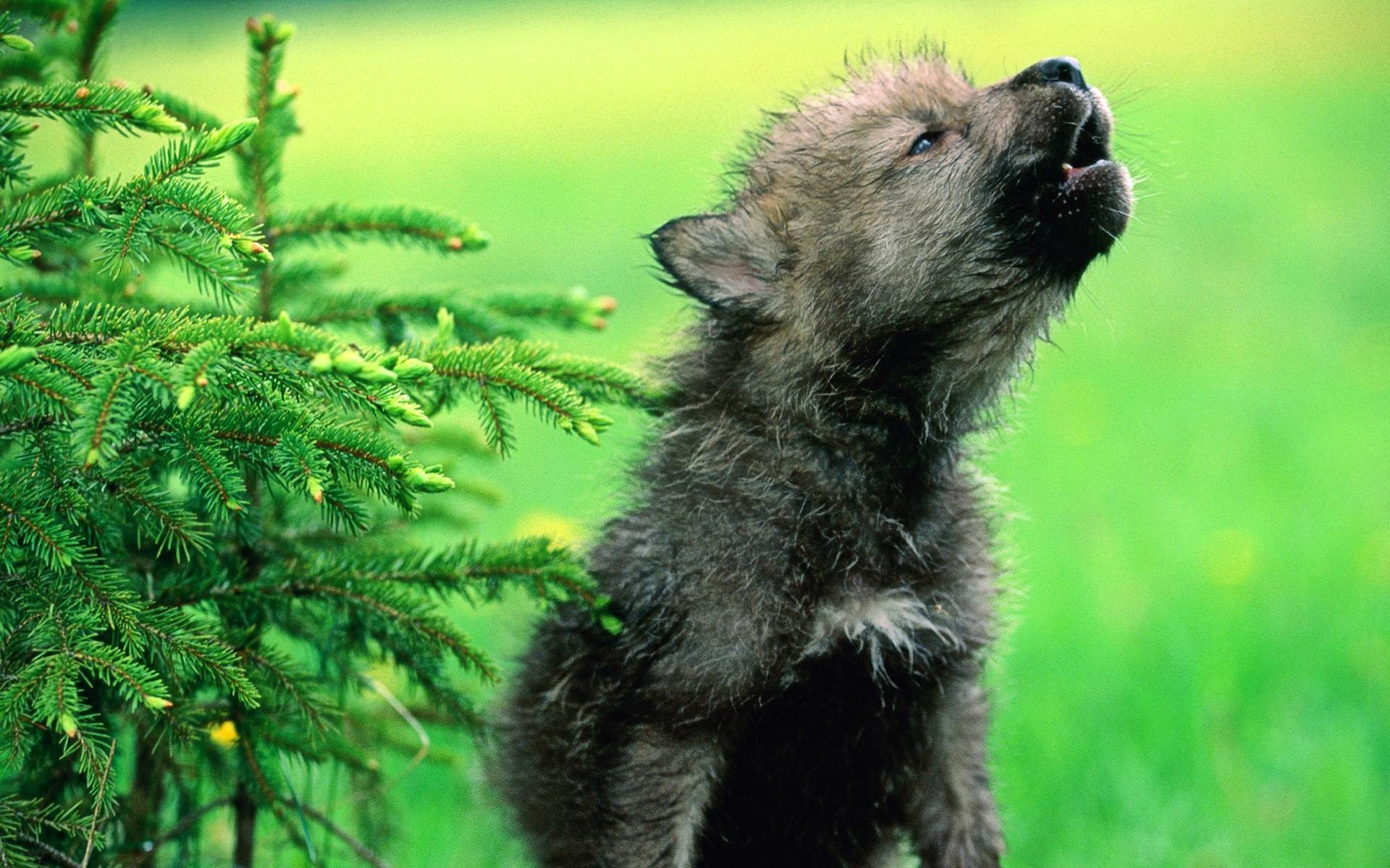 Baby Wolf Wallpaper Pictures