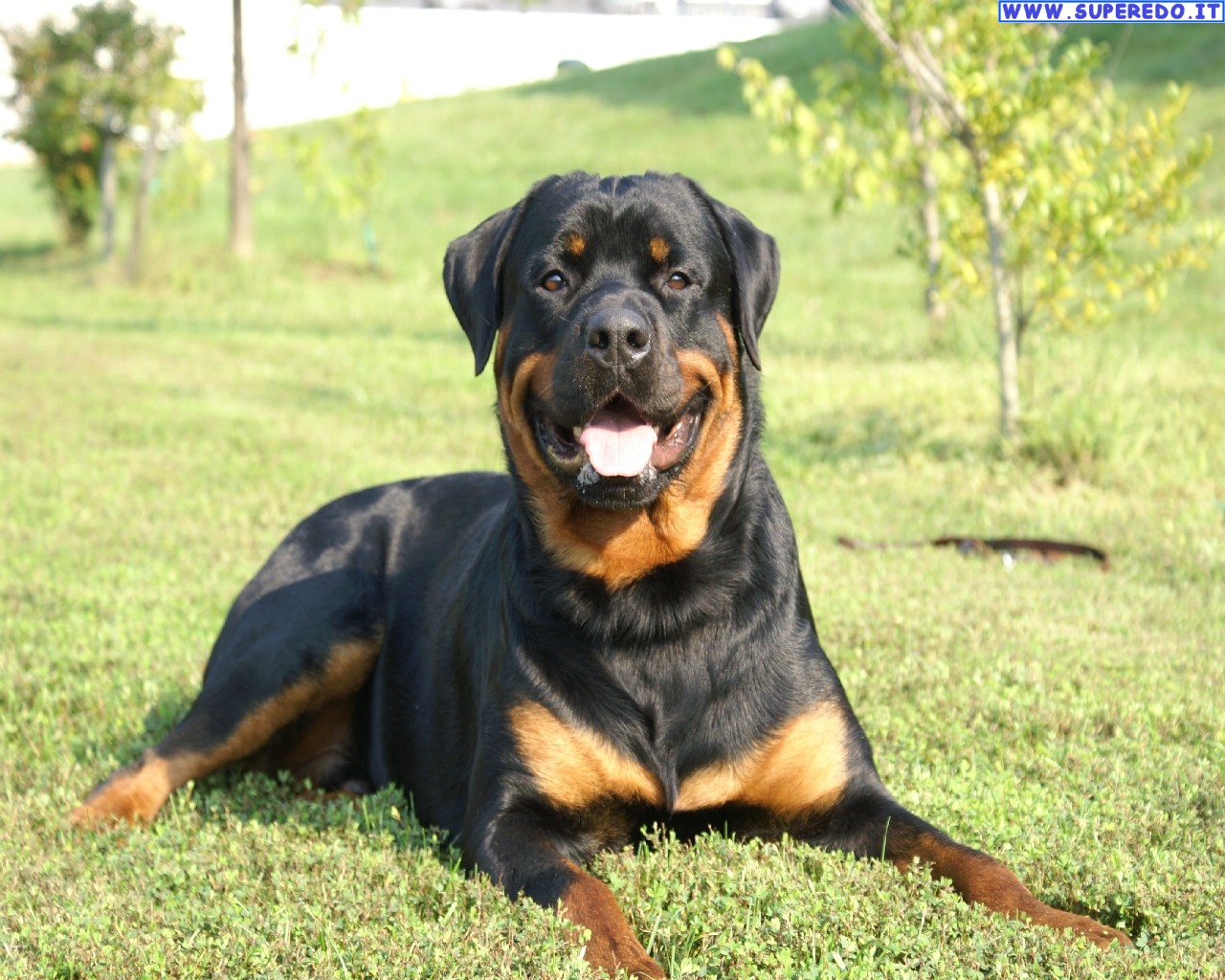 Wallpapers Dogs Rottweiler Wallpapers 19