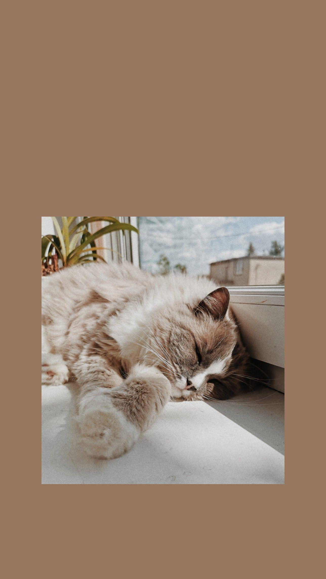 🔥 Free download Aesthetic and Vsco cat wallpaper Cat wallpaper Cute cat ...