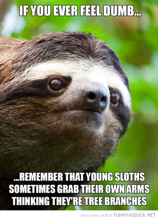 Funny Sloth Pictures