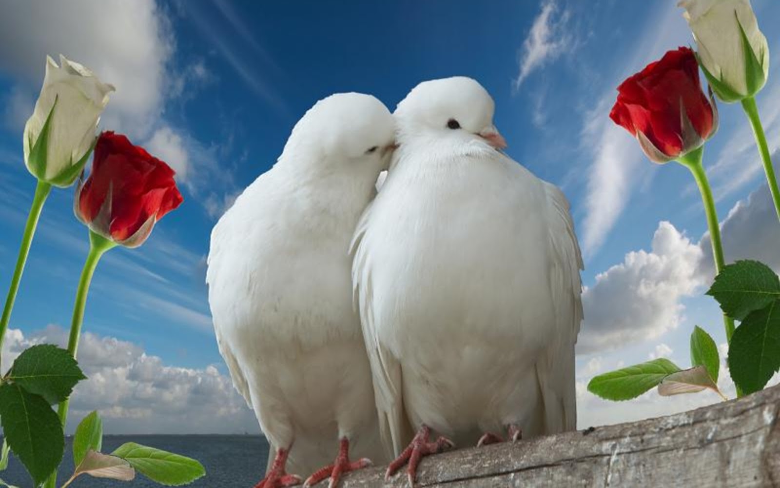 Incredible Image Love Birds High Resolution