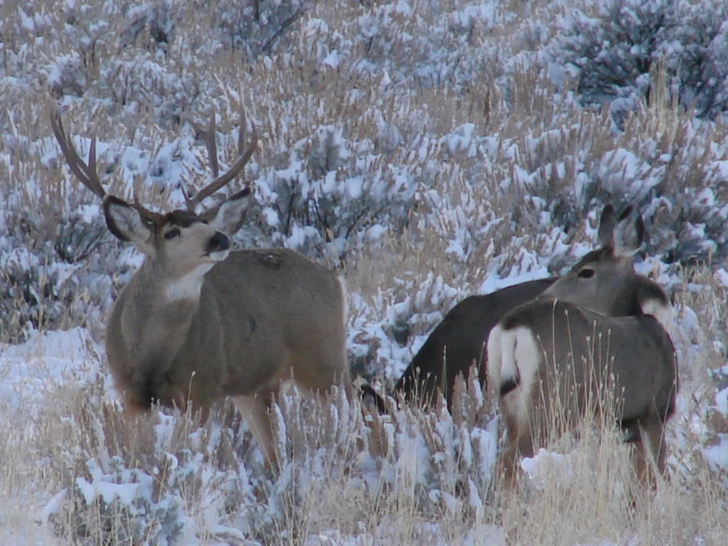 🔥 [90+] Mule Deer Desktop Wallpapers | WallpaperSafari