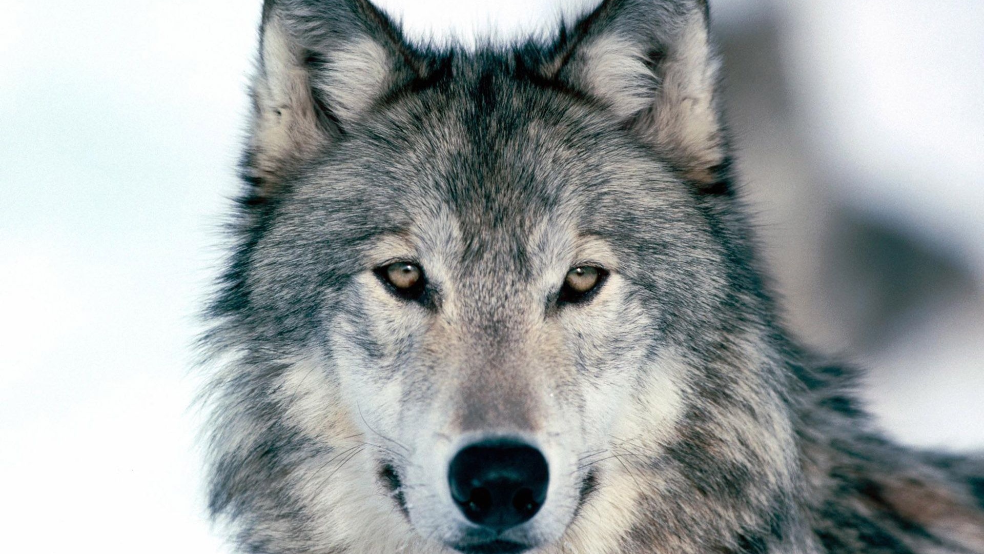 Wolf Winter Snow Face Eyes Predator Wallpaper Background Full HD