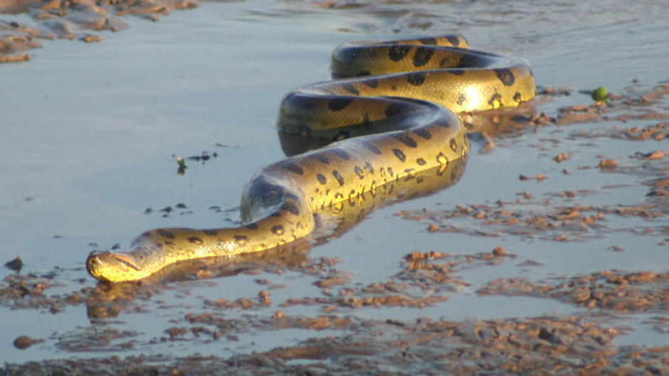 Anaconda Snake Wallpaper Sa