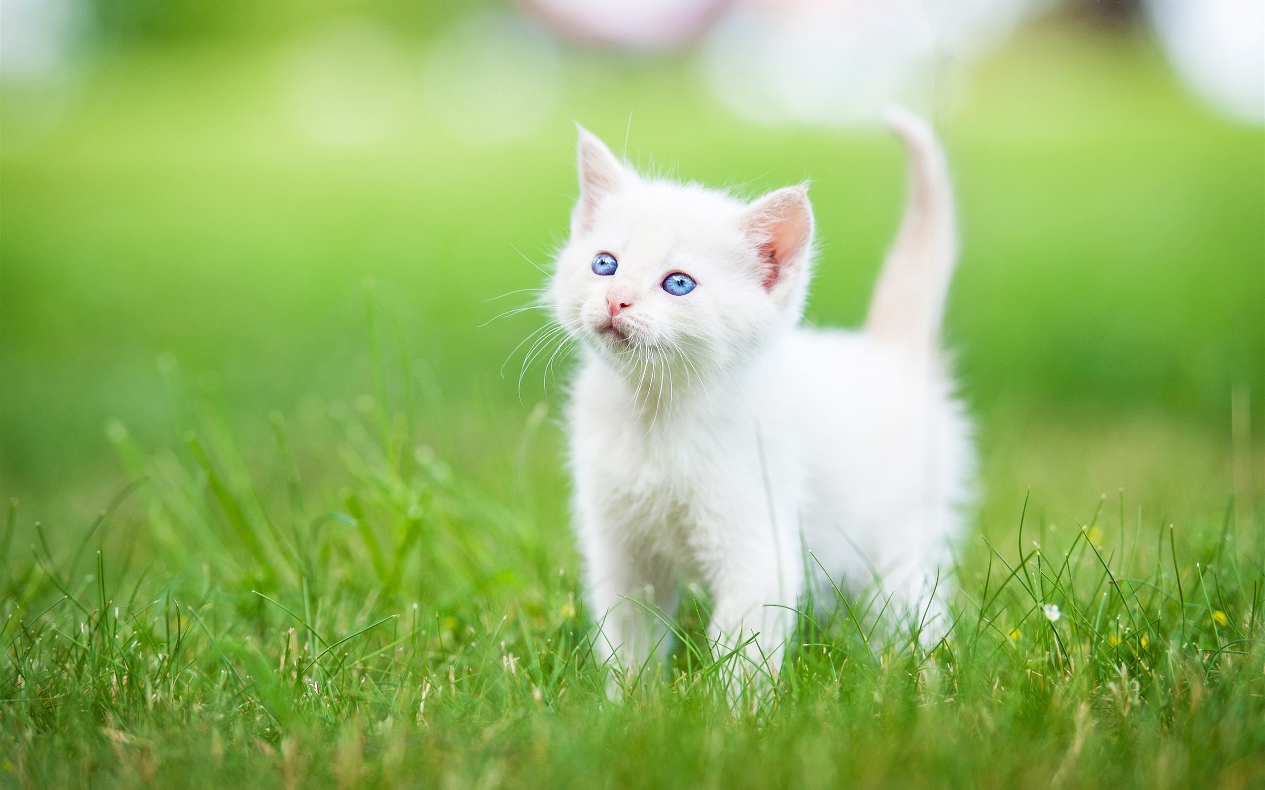 Cute Little Cat Wallpaper HD For Desktop Of White Kitten
