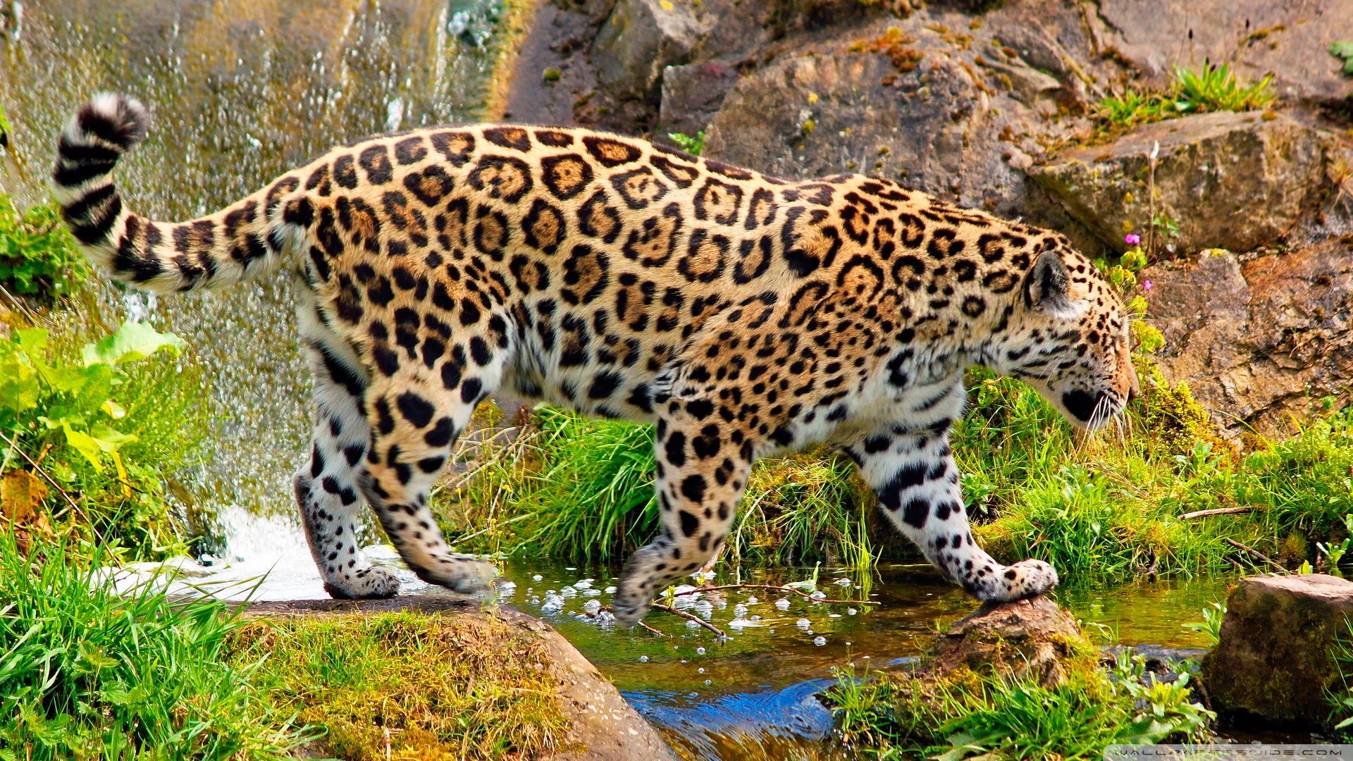 Jaguar Full HD Wallpaper And Hintergrund Id