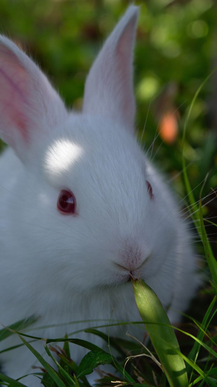 Cute White Rabbit Animal Wallpaper