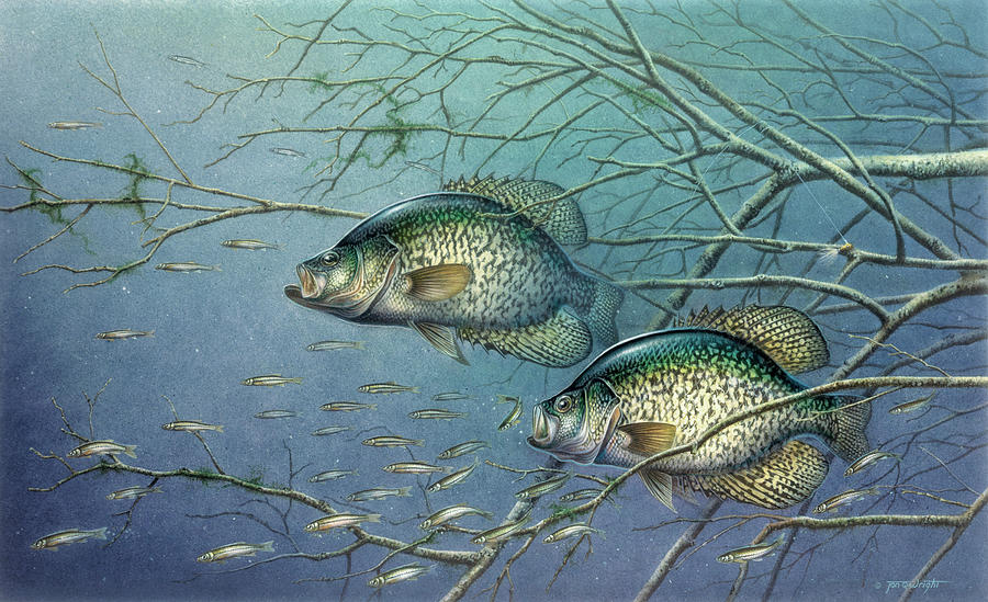Crappie and Posts Painting by JQ Licensing  Pixels