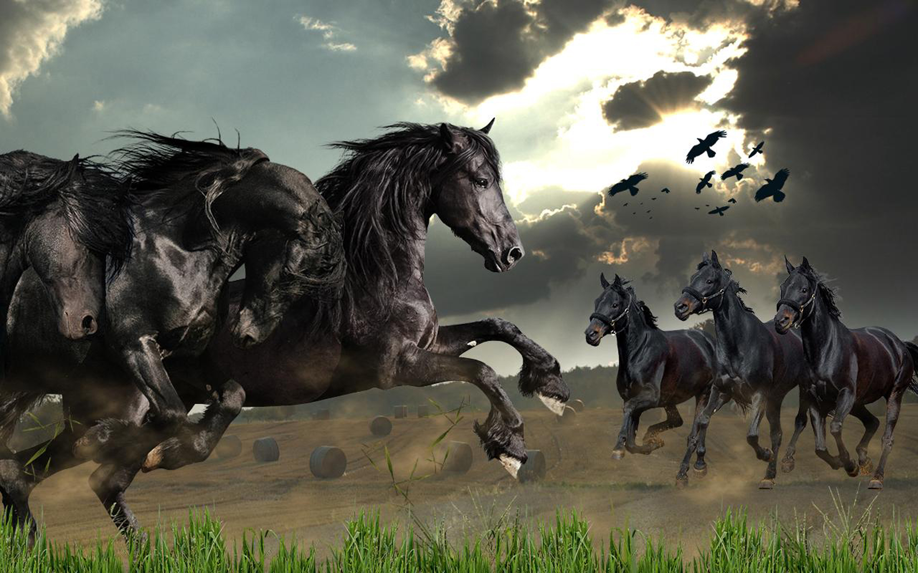 Wild Horses Live Wallpaper Screenshot