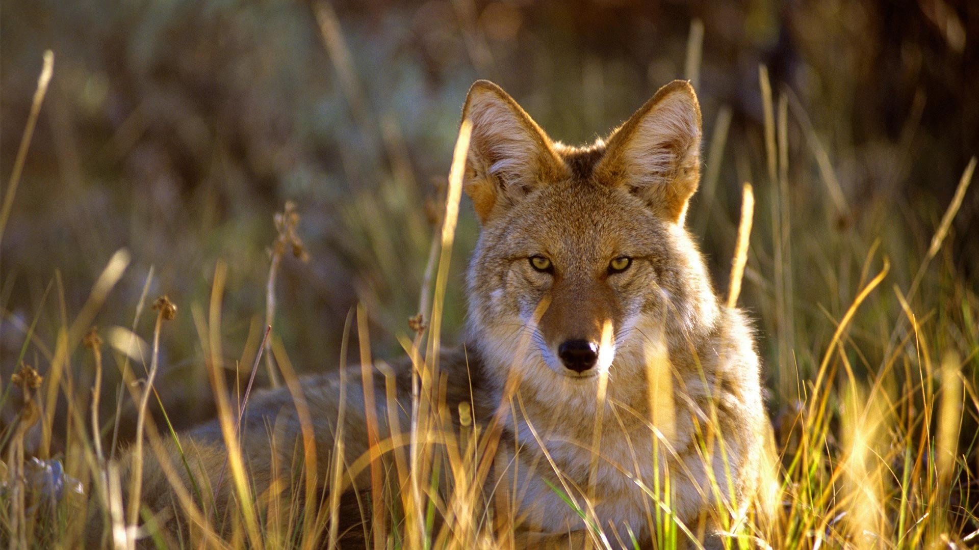 Coyote Wallpaper Full HD 1080p Desktop
