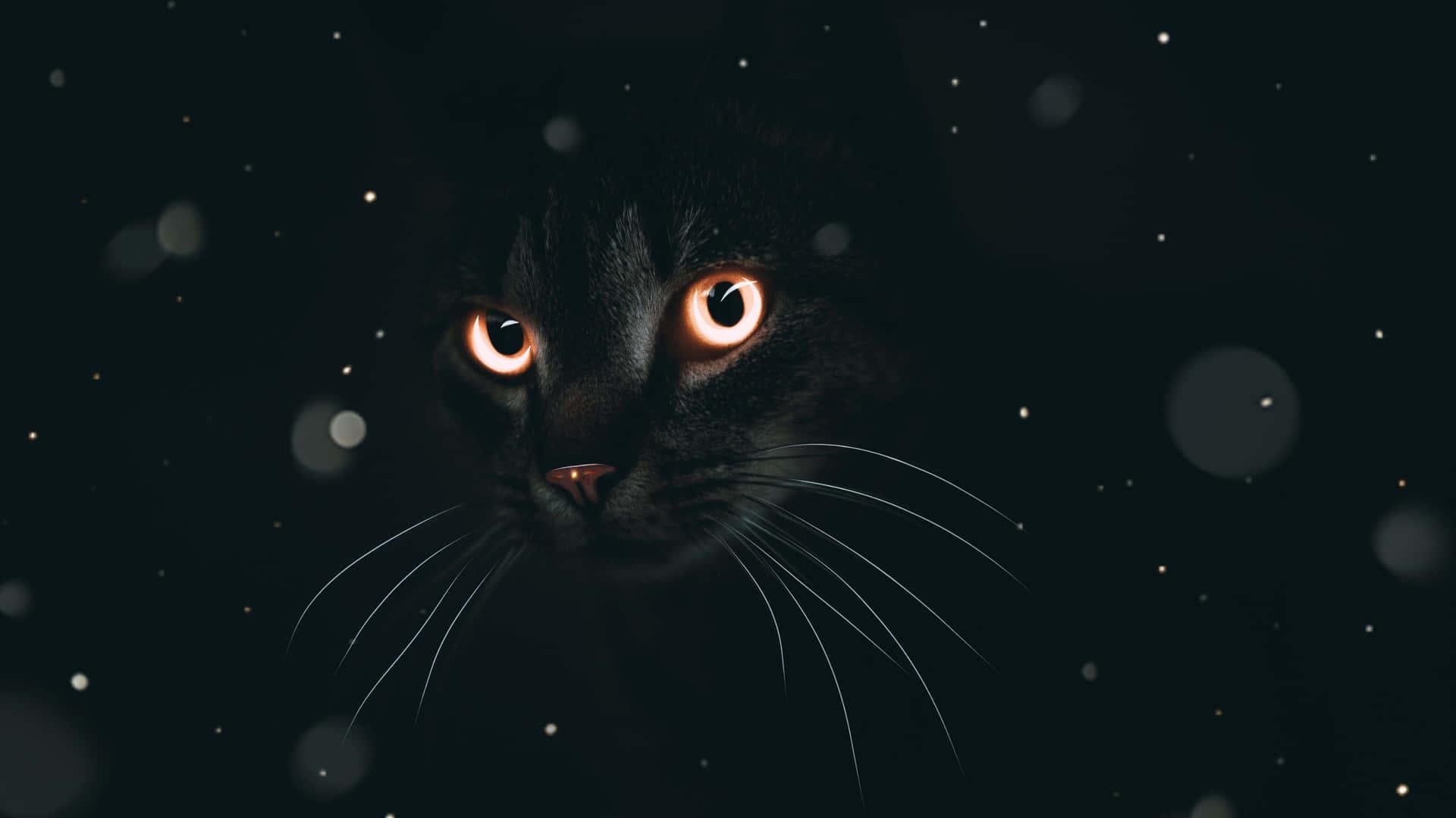 Black Aesthetic Cute Cat Pfp Wallpaper