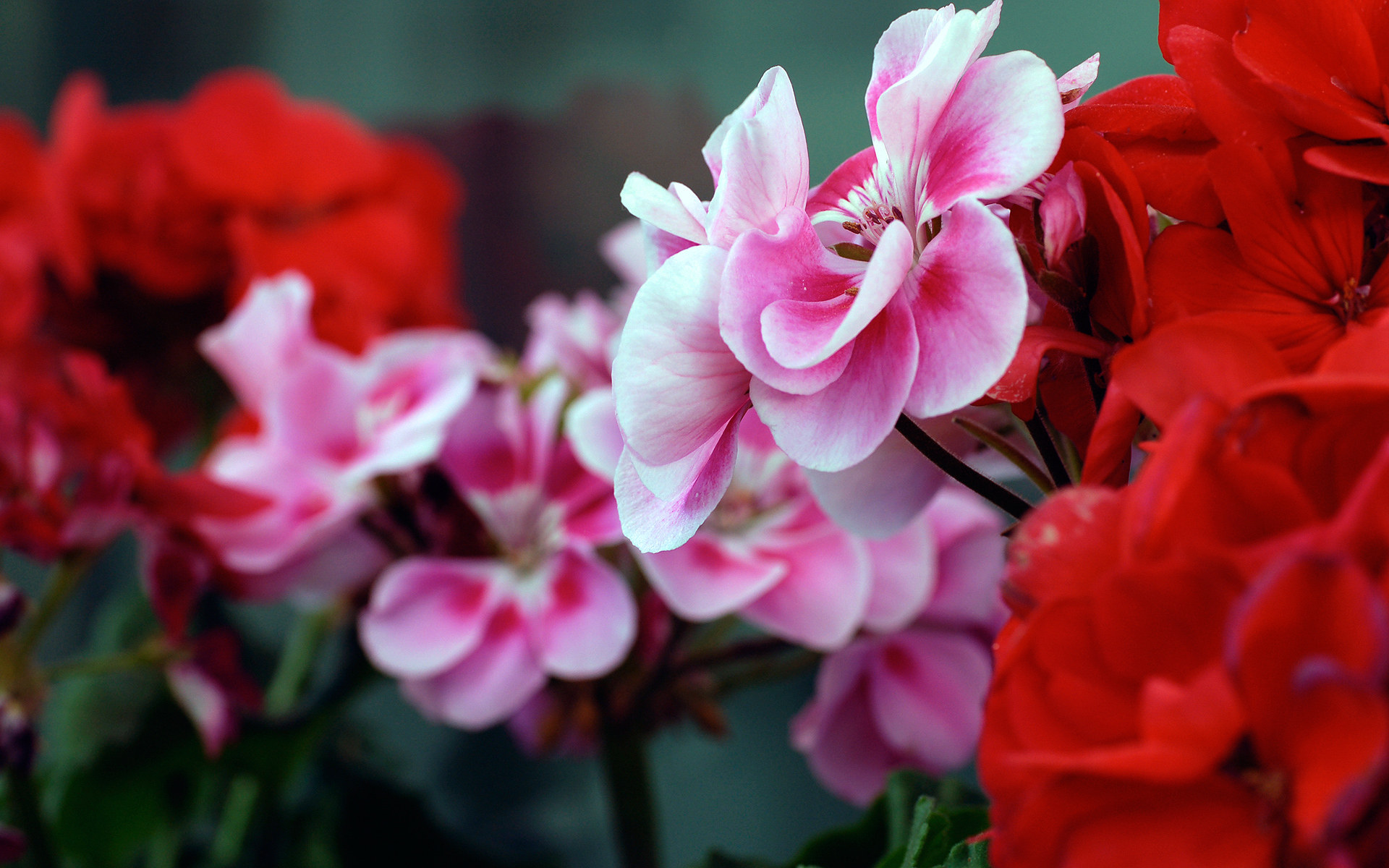 Pink Red Flowers Wallpapers HD Wallpapers