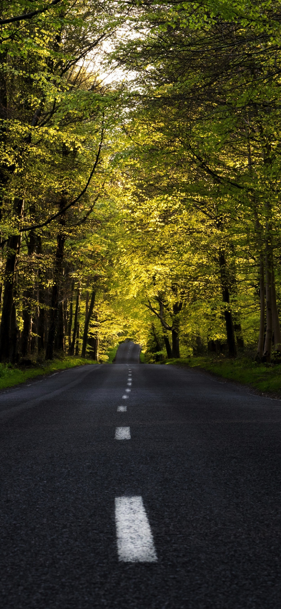 Highway Forest Tree Road Spring Wallpaper