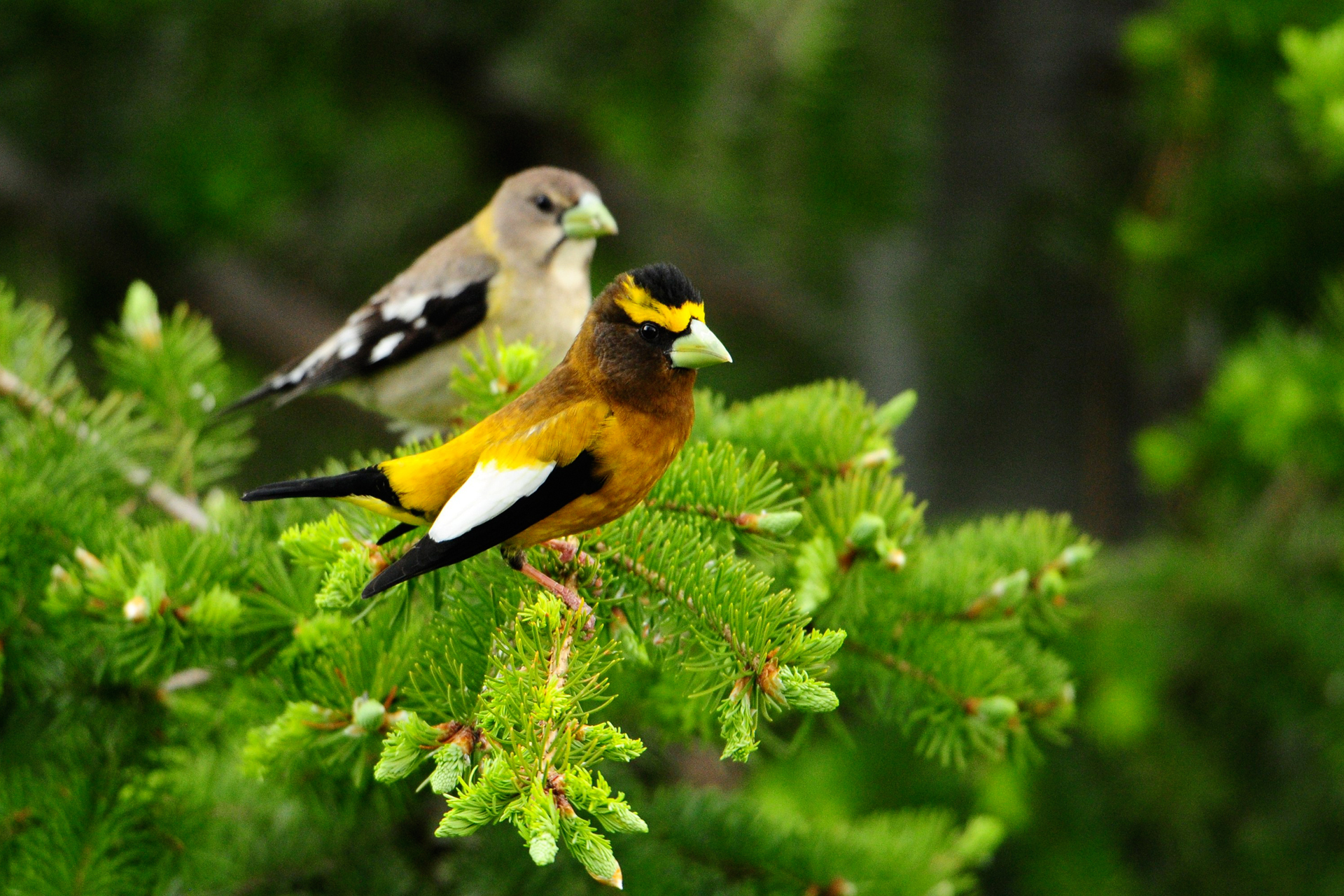 Two colorful birds perched on a pine tree branch