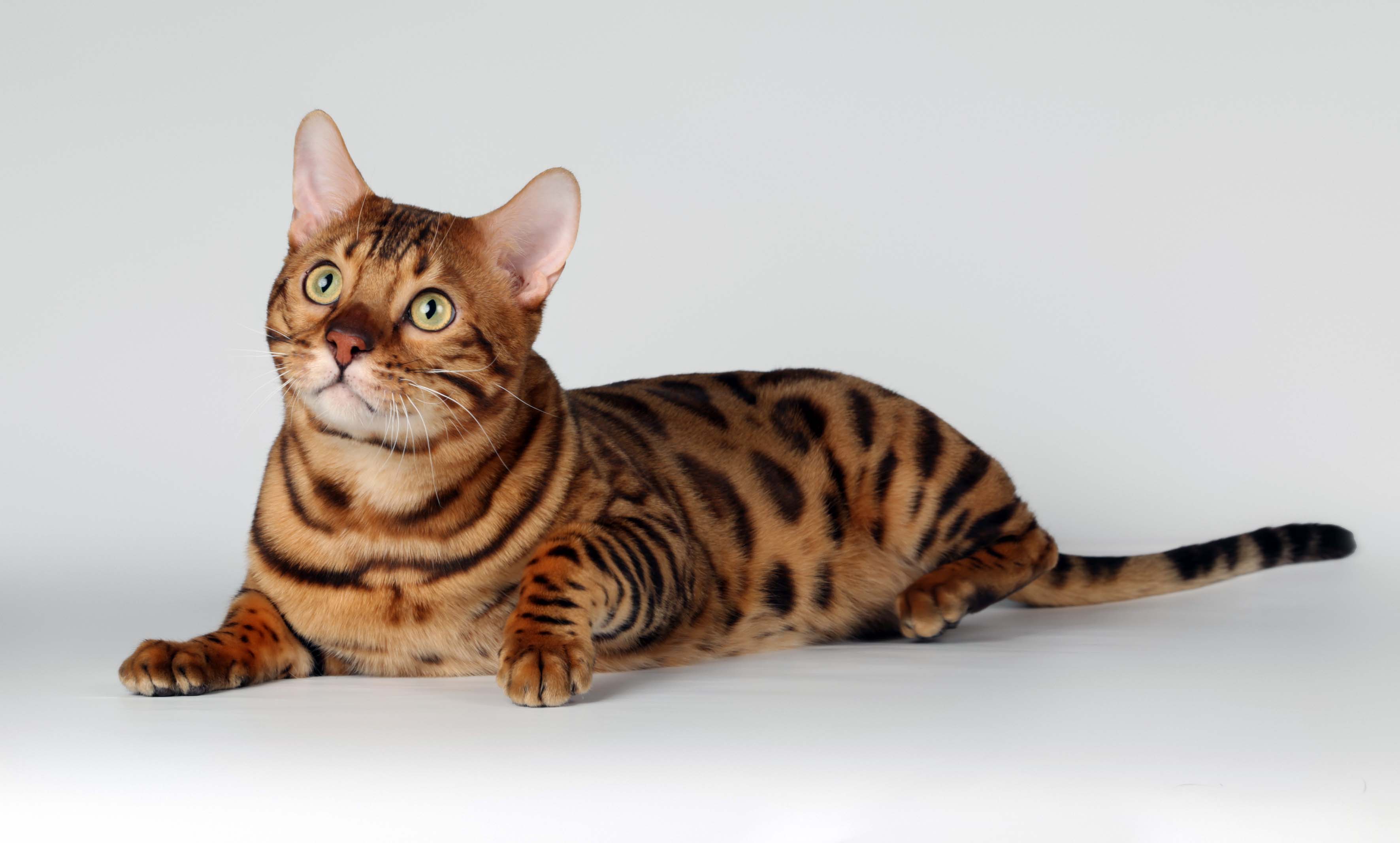 Exotic Spotted And Marbles Bengal Cats HD Photos