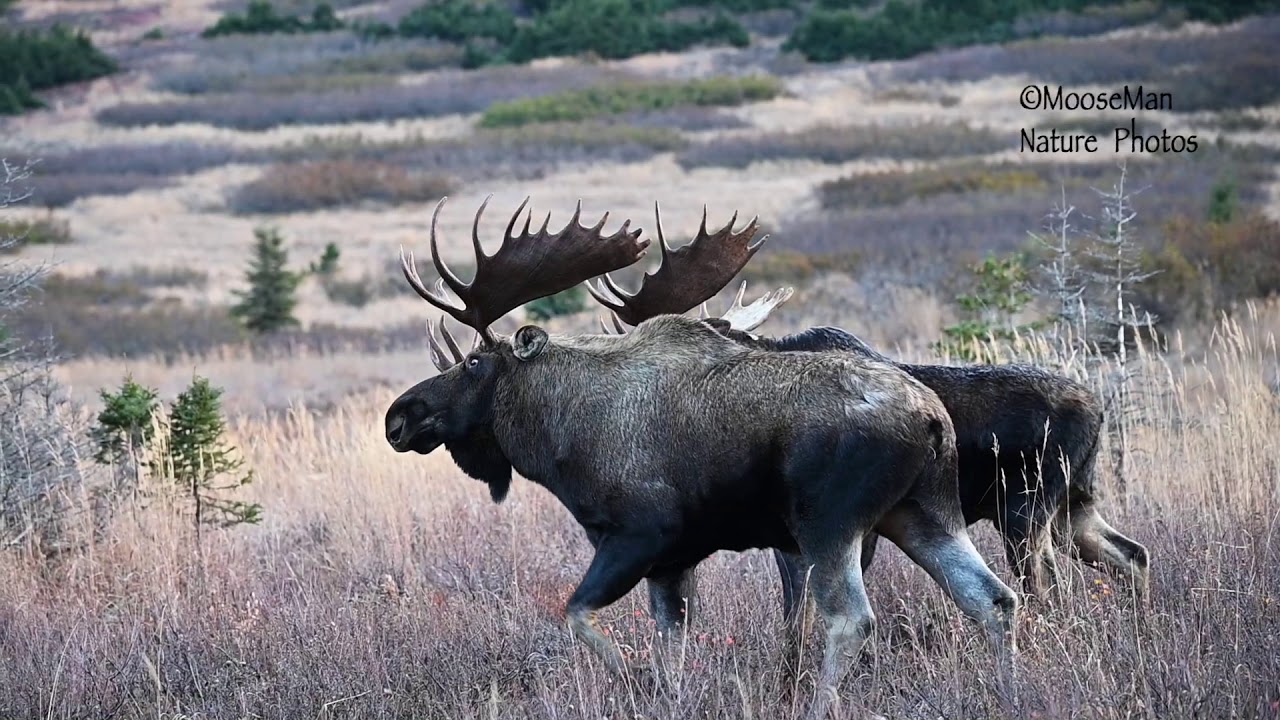 Bull Moose Fight How It Goes Down