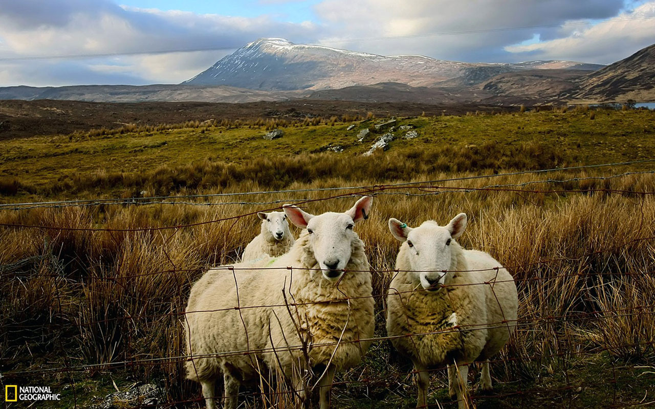 Sheep Wallpaper Landscape