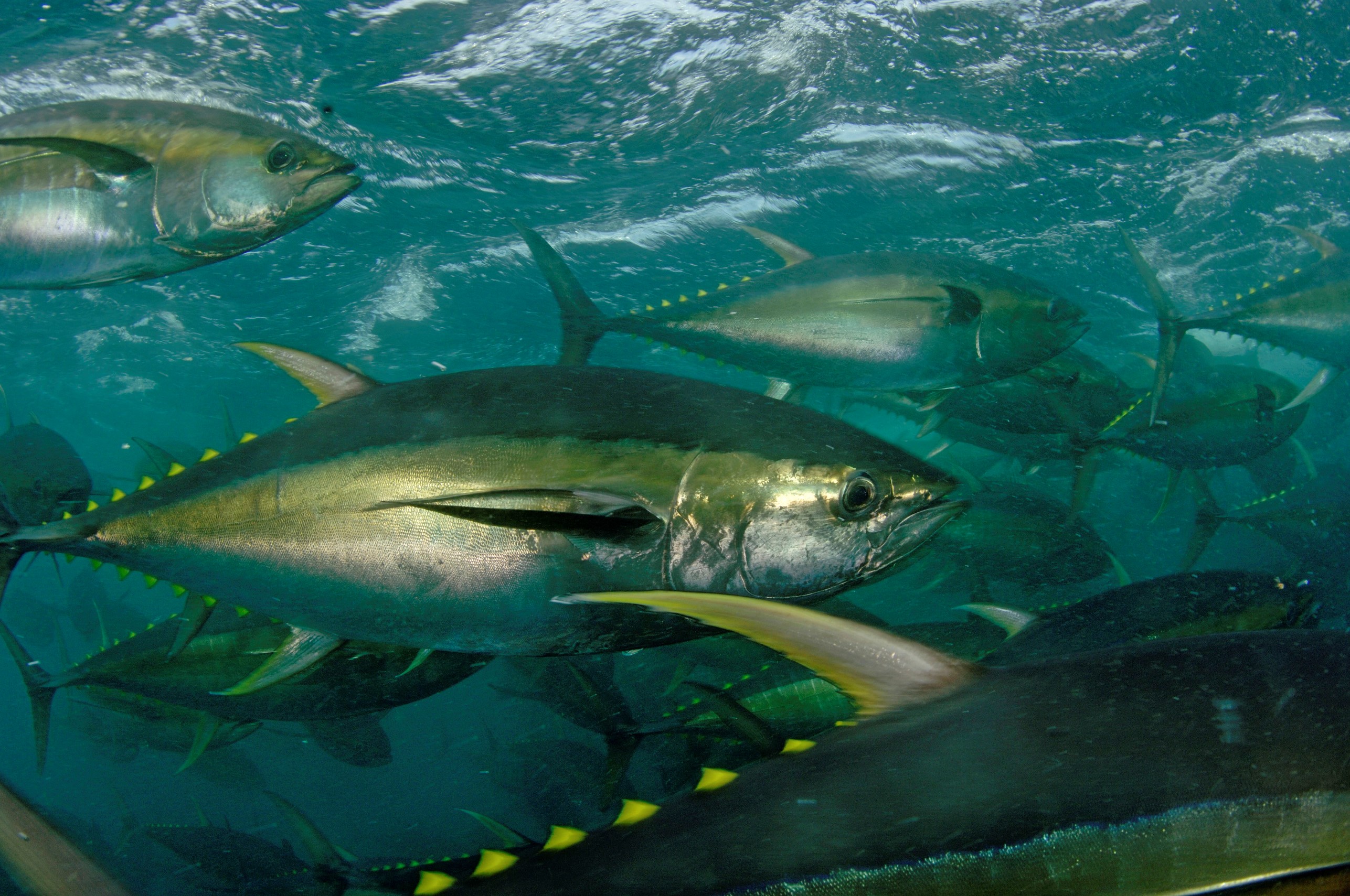Tunas In The Ocean Photo And Wallpaper Cute
