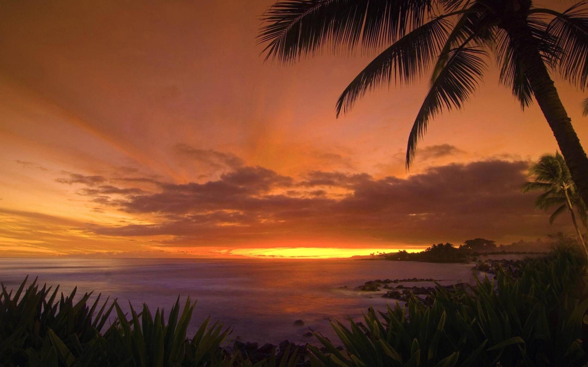Tropical Sunset HD Wallpaper Nature