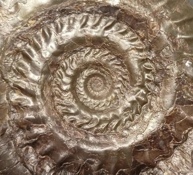 Ammonites Wallpaper