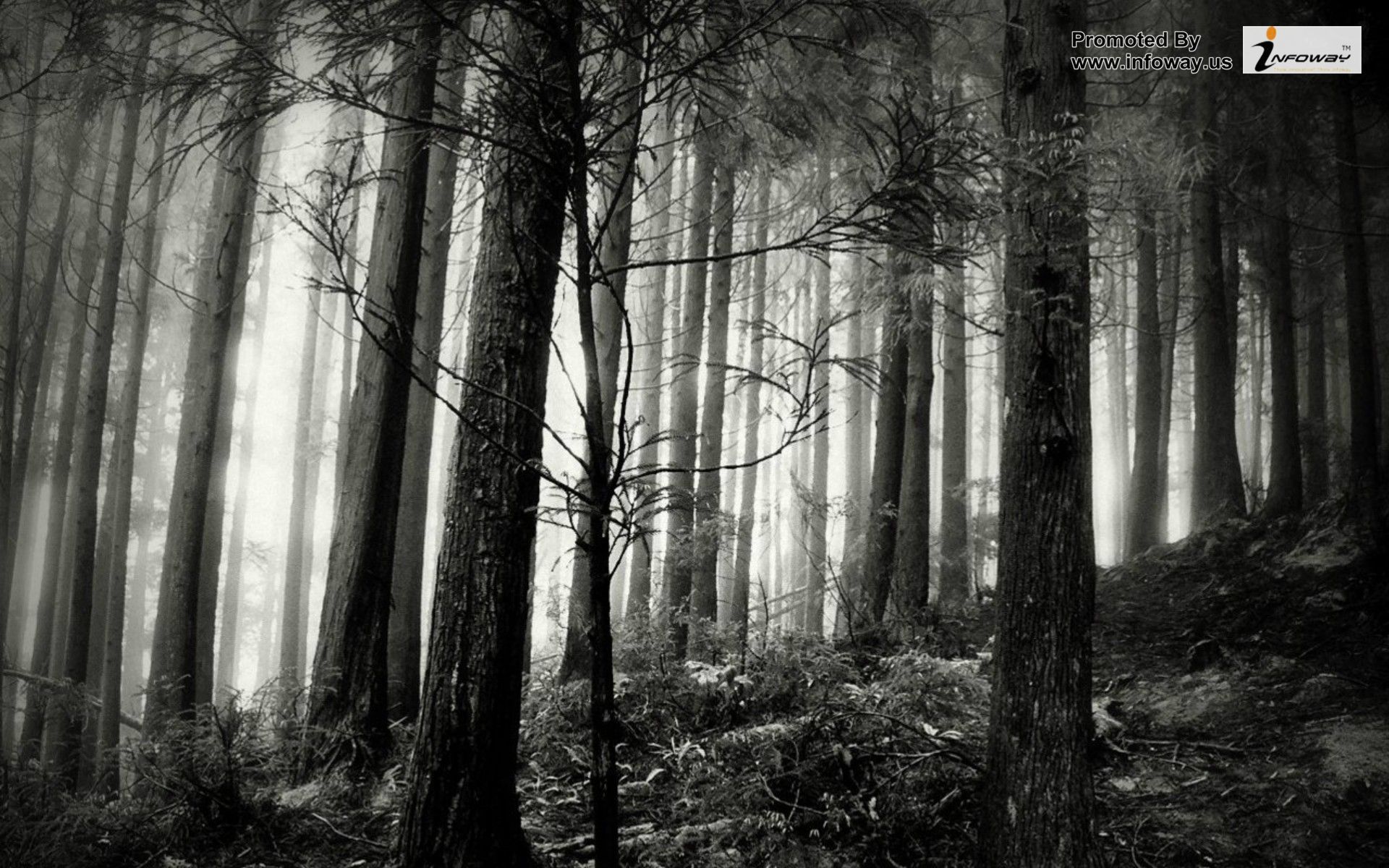 Black And White Nature Trees Forest Fog New HD Wallpaper