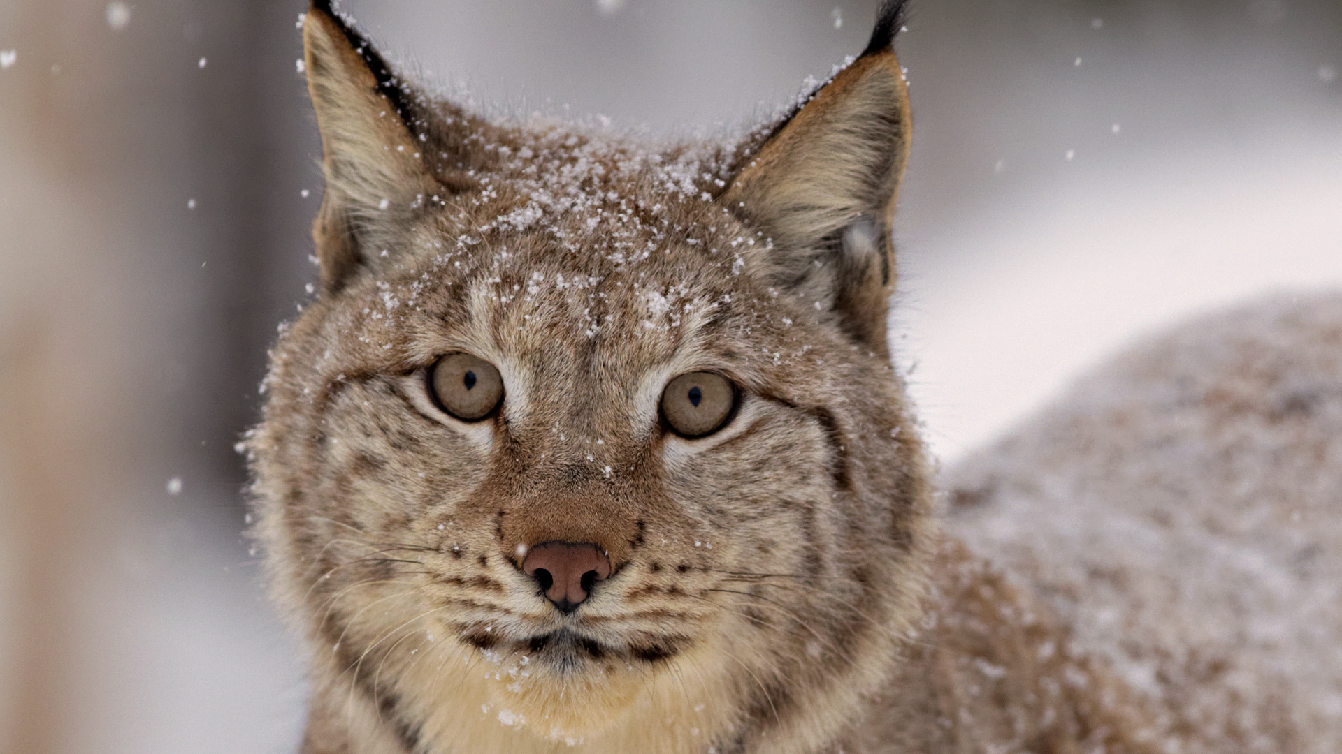 Lynx Cat Face Wallpaper