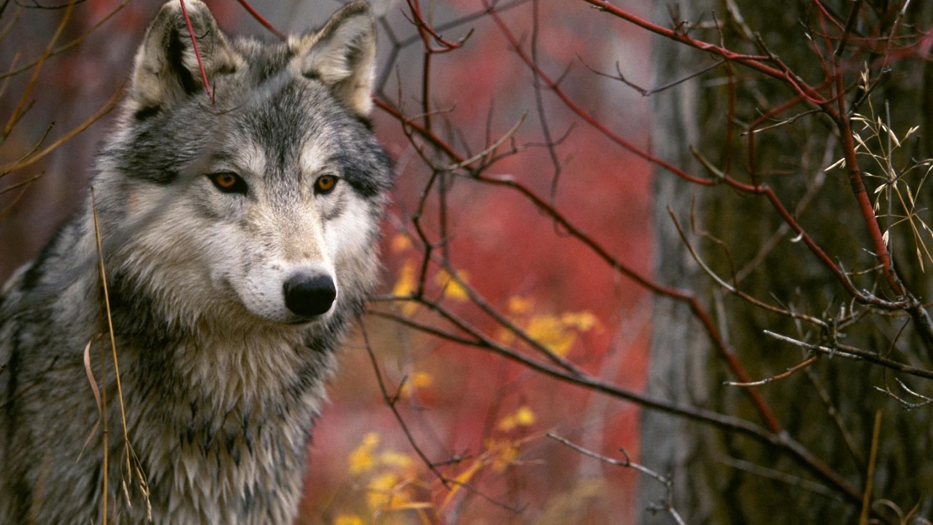 Wallpaper Wolf Pictures