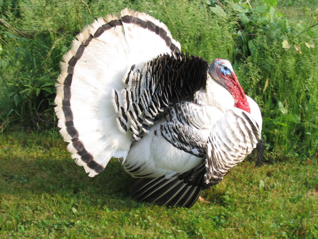 Thanksgiving Turkey Photo Seasonal Wallpaper Image Featuring