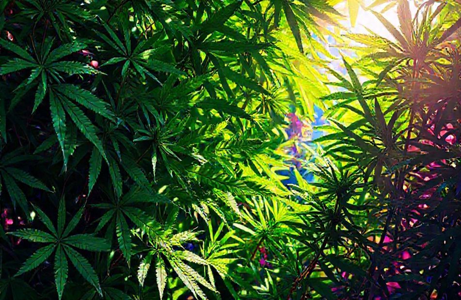 Marijuana Wallpaper And Screensavers