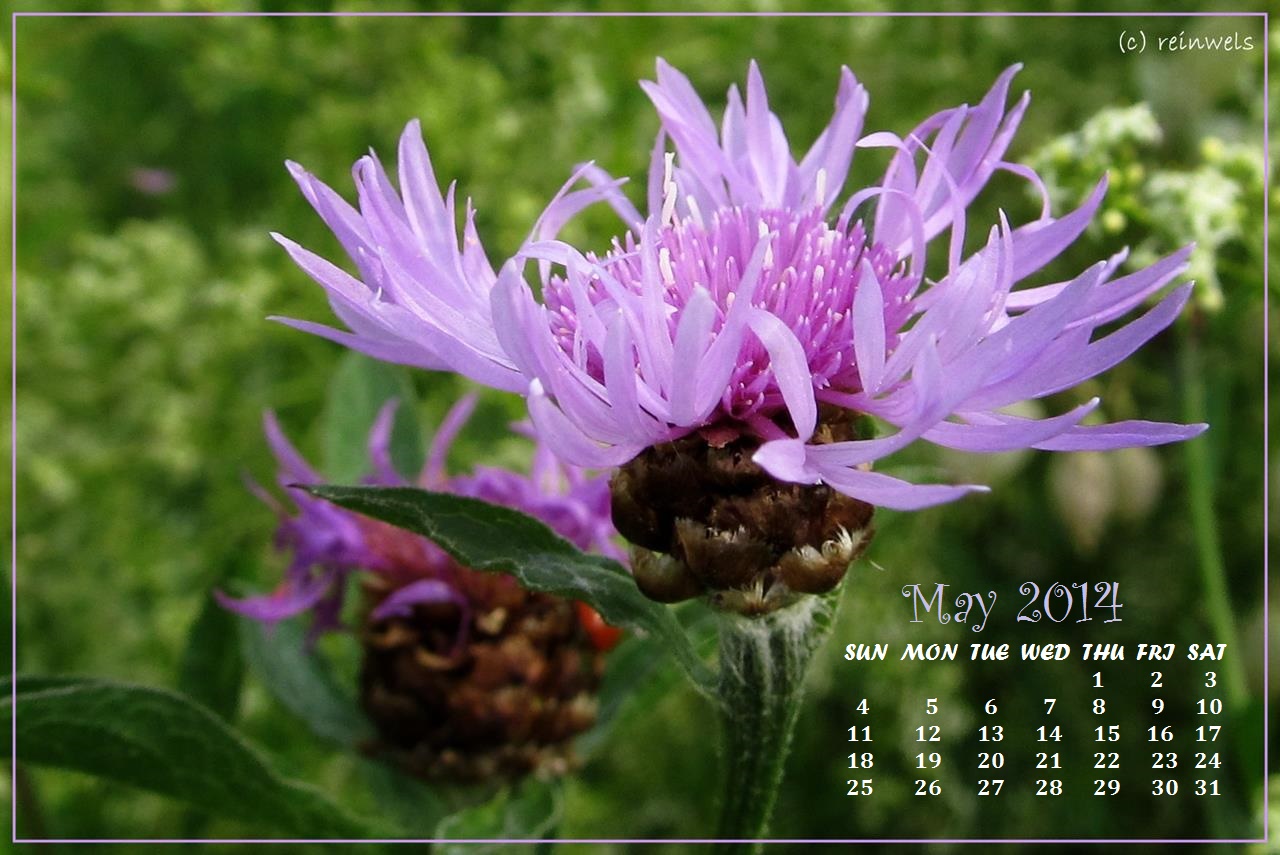 MAY 2014 FREE CALENDAR WALLPAPER Introversion Effect