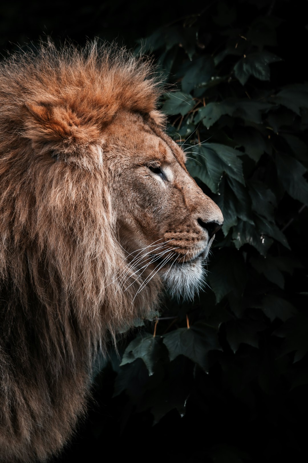 Lion Head Wallpaper