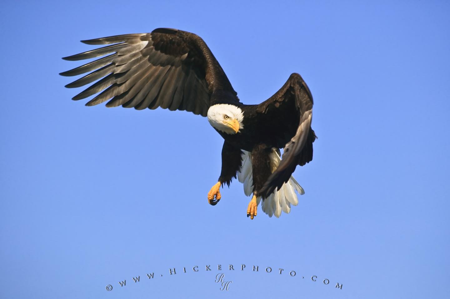 Wallpaper Background American Eagle Hunting