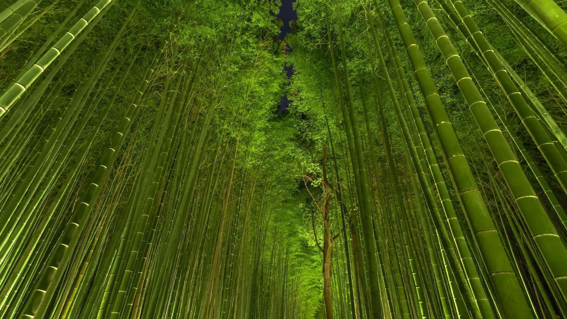 HD Bamboo Wallpaper