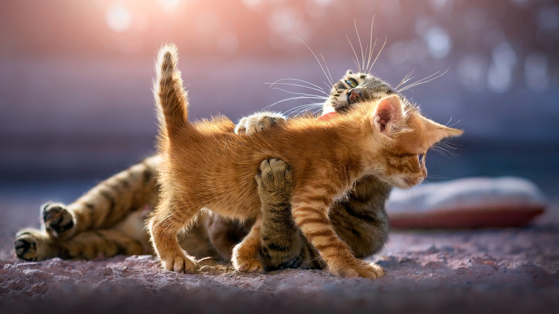 Two adorable kittens playfully wrestling on a soft surface, bathed in warm sunlight. One ginger kitten playfully pounces on a tabby kitten, creating a heartwarming scene of feline fun