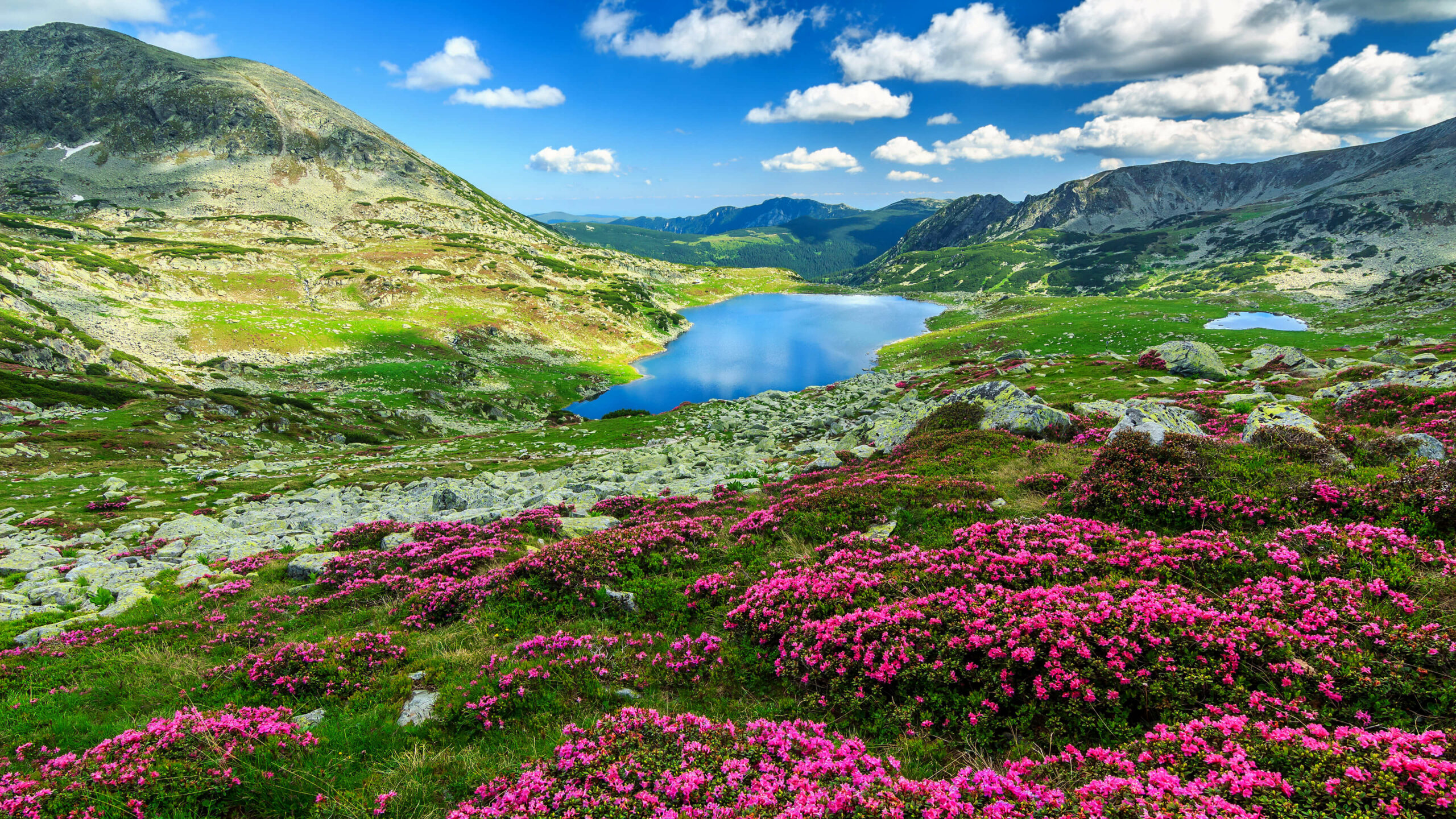 A breathtaking vista of a pristine alpine lake nestled amidst vibrant pink rhododendrons and rolling green hills, under a cerulean sky dotted with fluffy white clouds