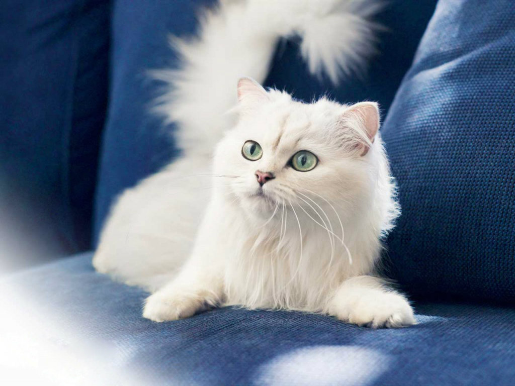 Cute White Cats HD Wallpapers amp Beautiful Pictures HD