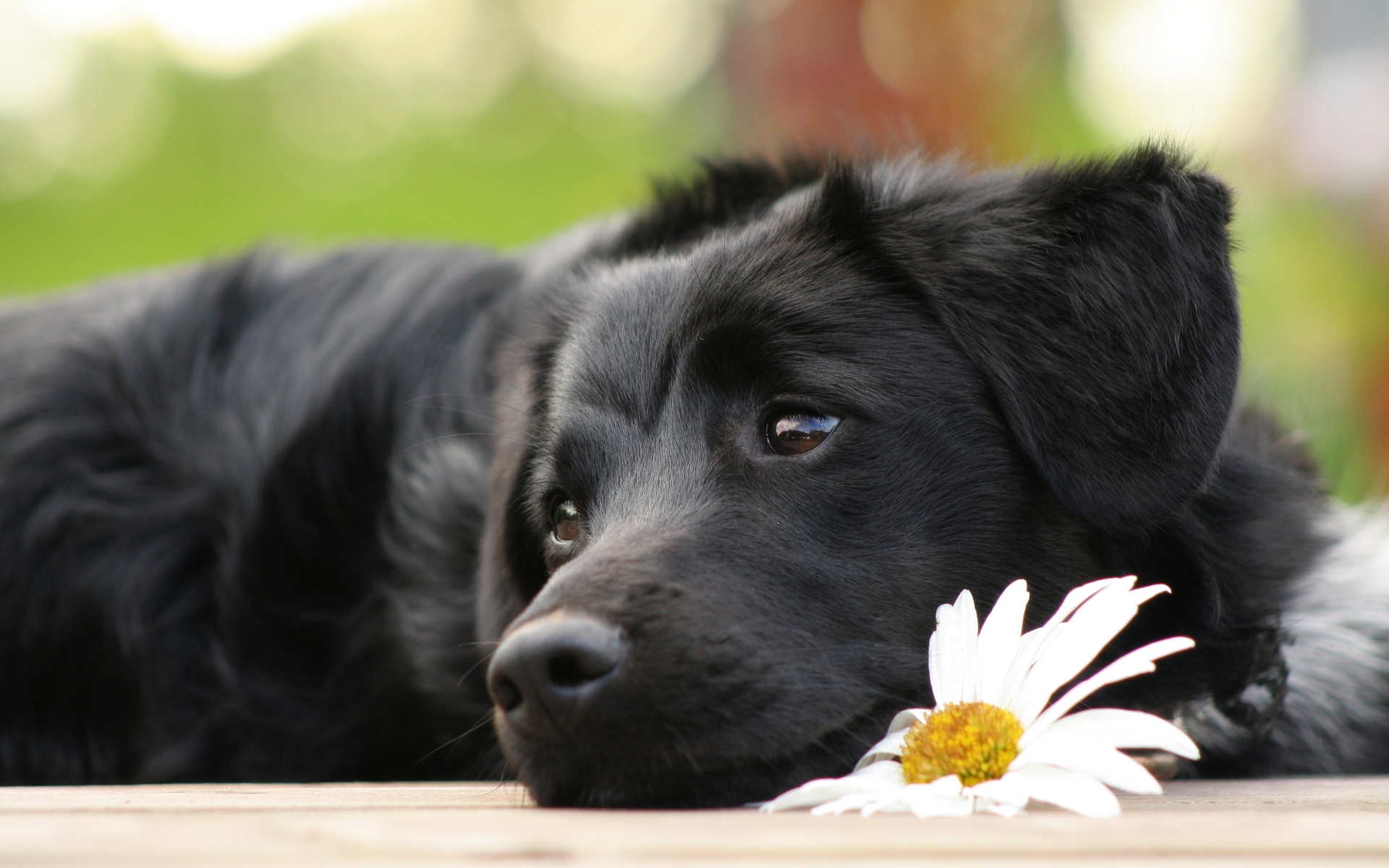 Black Labrador Retriever Dog Top HD Wallpaper For Desktop Background