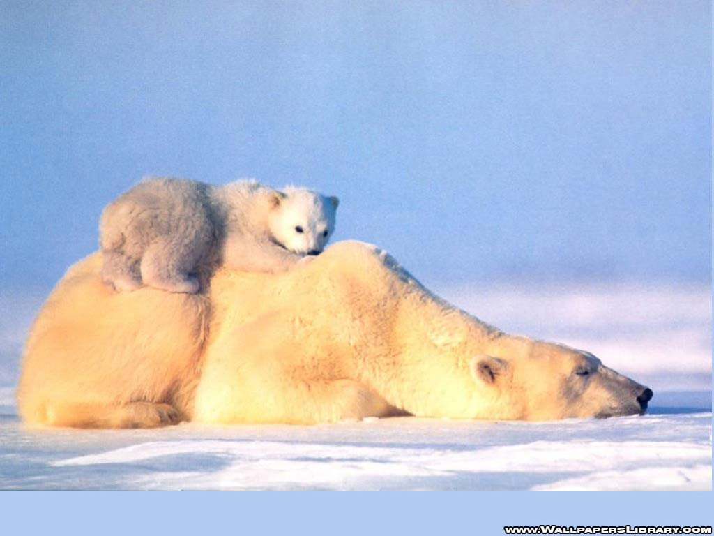 Polar Bear Wallpaper HD Pixel Nature