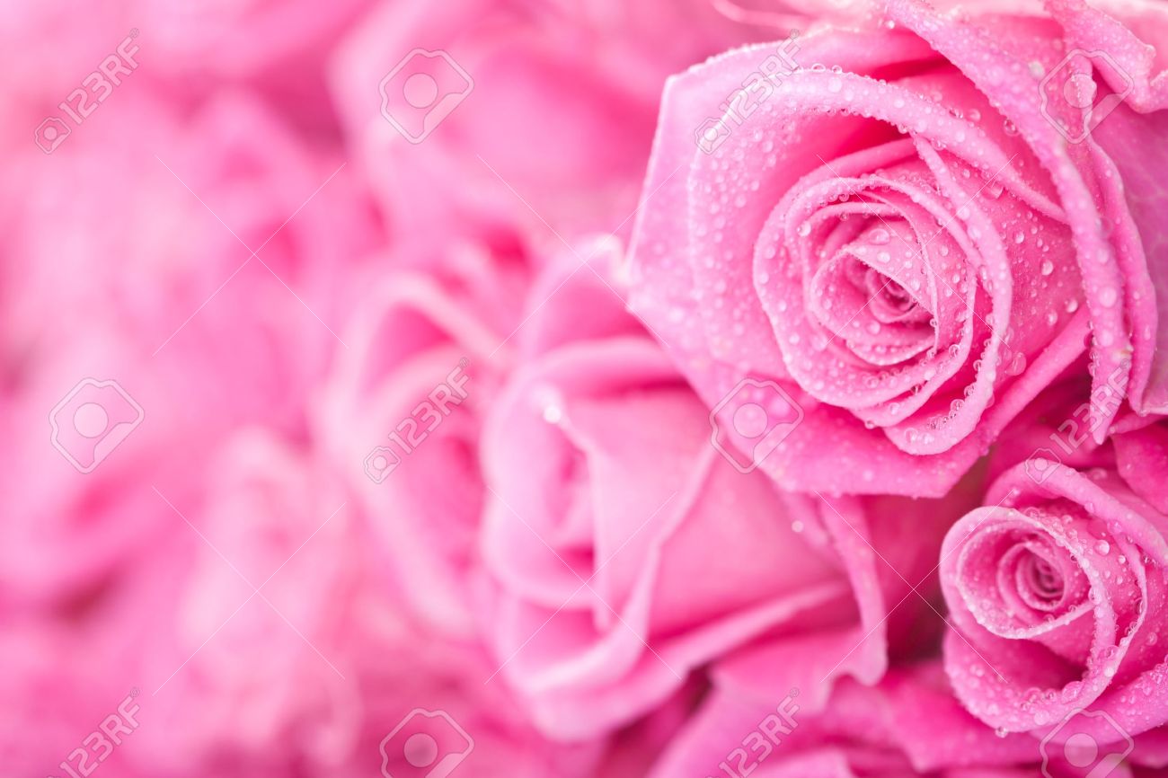 Beautiful Pink Roses Background Bridal Bouquet Stock Photo