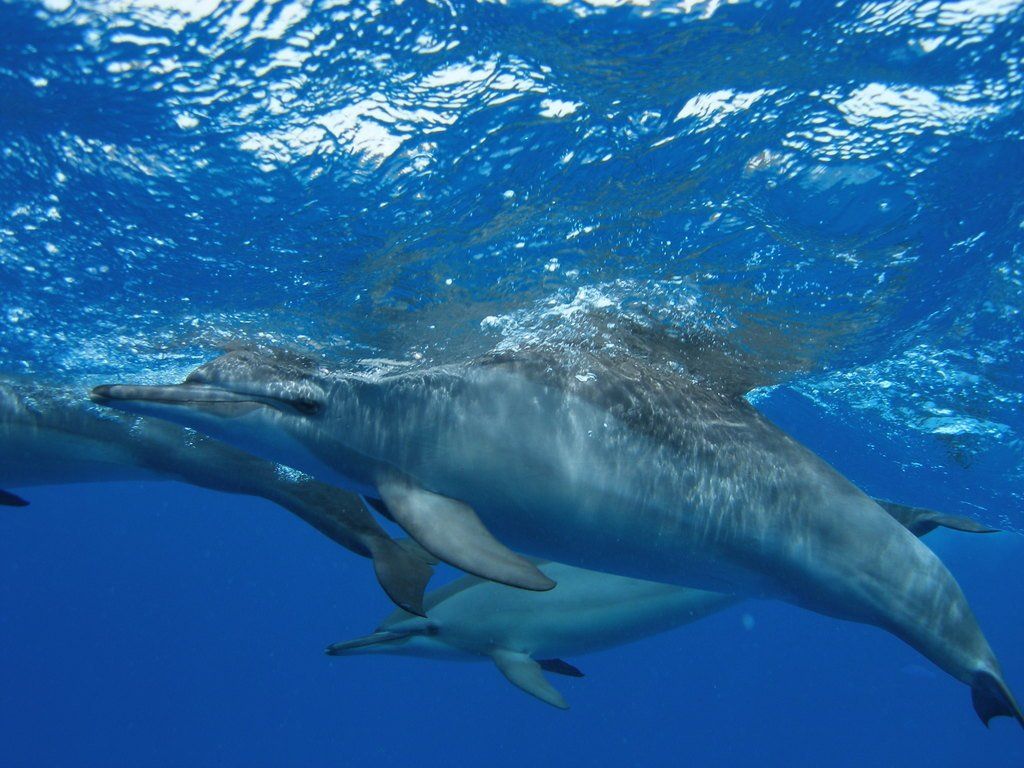 Dolphins Wallpaper Animals