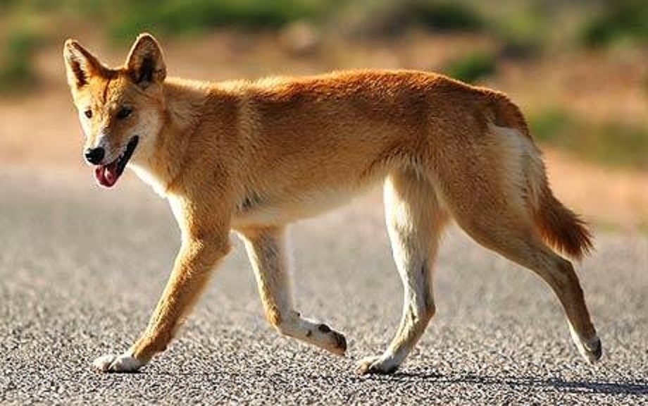 Dingo Natural History